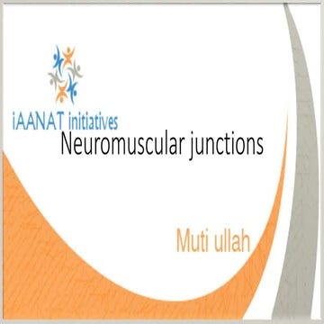 Neuromuscular junctions