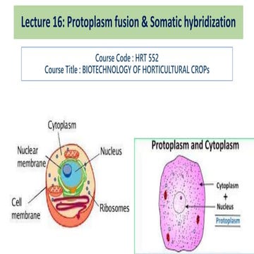 Protoplast fusion