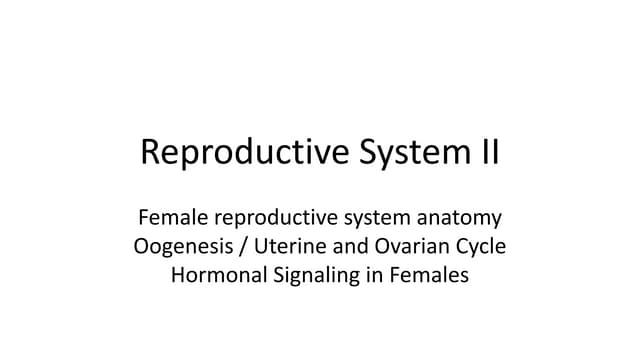 Oogenesis female reproductive system hormone signaling in female