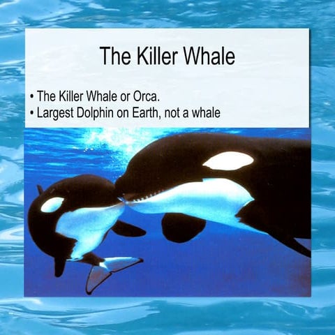 Orcas