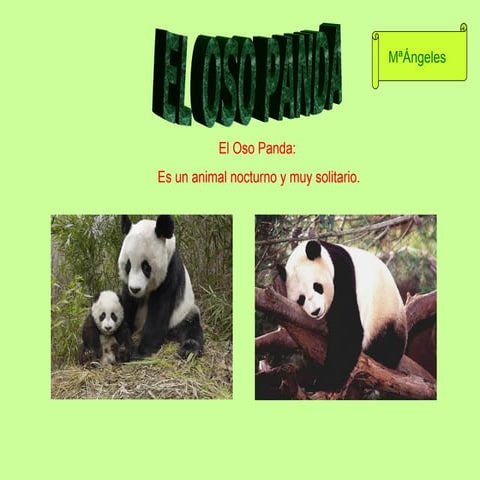 Oso Panda M Angeles