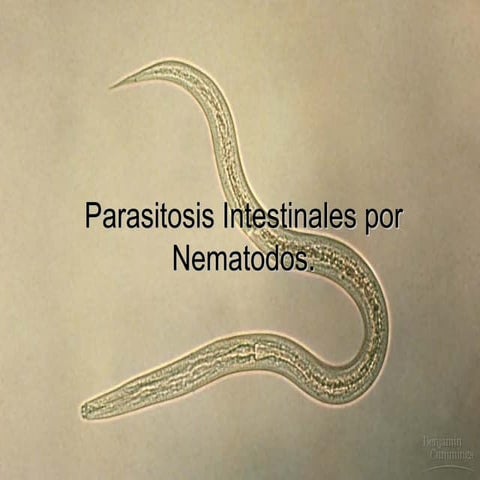 Parasitos por nematodos