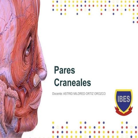 PARES CRANEALES.pptx