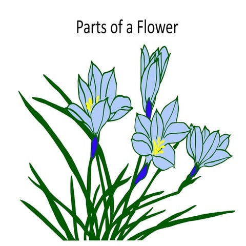 Parts of a flower notes