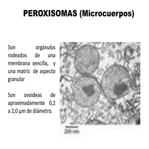 Peroxisomas