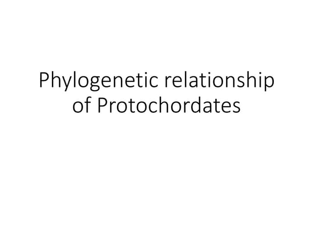 Phylogenetic relationship of protochordates