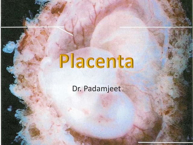 Placenta