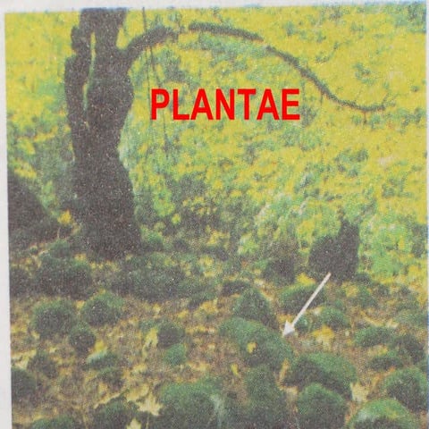 Plantae