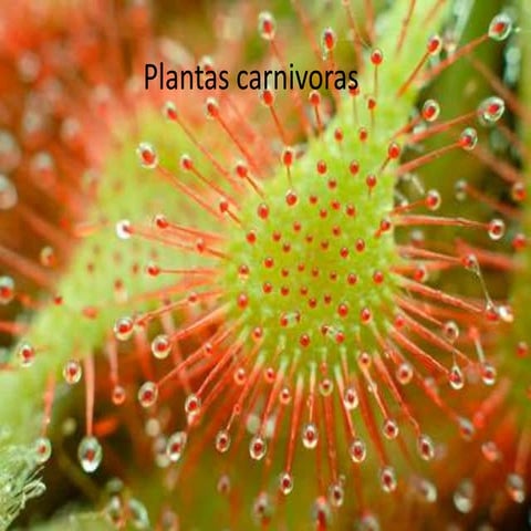 plantas carnivoras