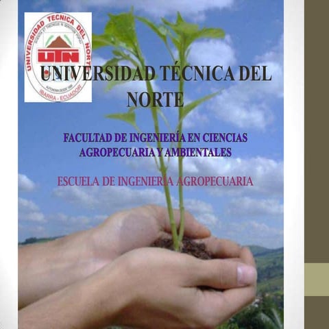 Plantas gimnospermas