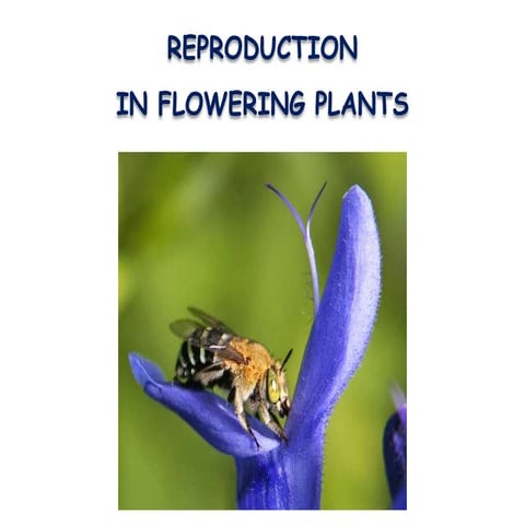 Plant reproduction