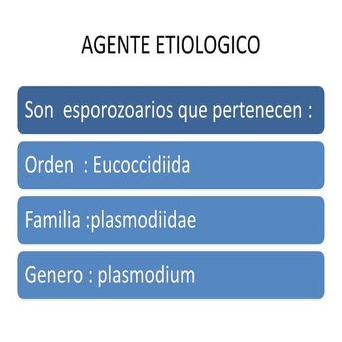 Plasmodium o malaria 