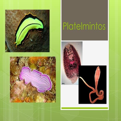 Platelmintos