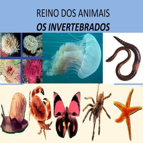 Porferos e celenterados_-_2011