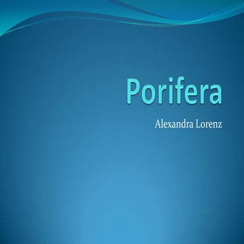 Porifera