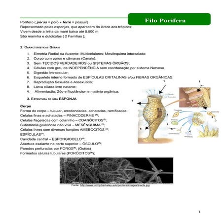  Filo Porifera