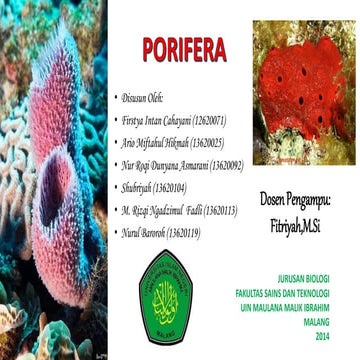 Porifera