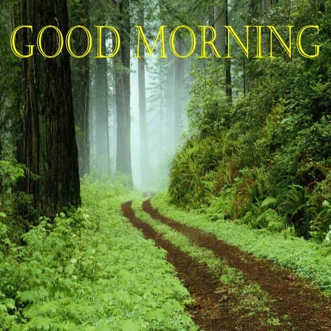 posterior tooth                 form.ppt