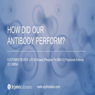 Antibody Customer Review For p70 S6 Kinase (Phospho-Thr389/412) Polyclonal Antibody (STJ30854)