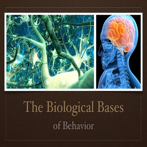 Ch. 3: Biopsychology
