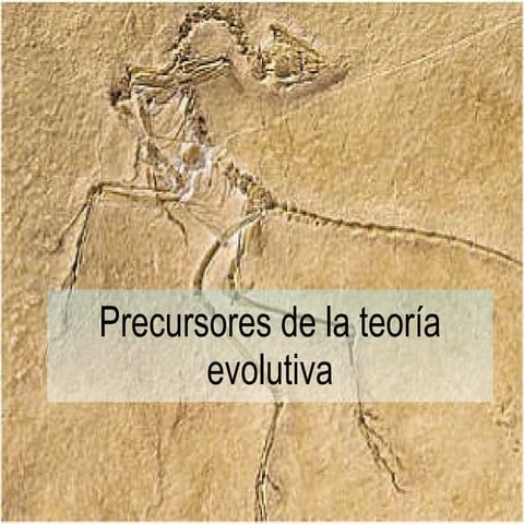Precursores de la teoría evolutiva