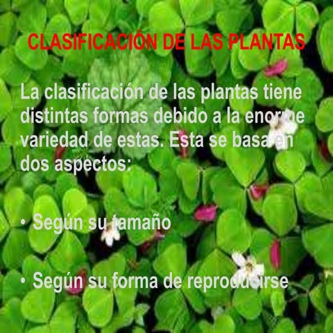 Presentación grado 5