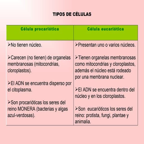 Presentación tipos de células