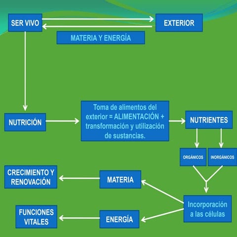 Presentación ud4 función de nutrición ap digestivo y respiratorio