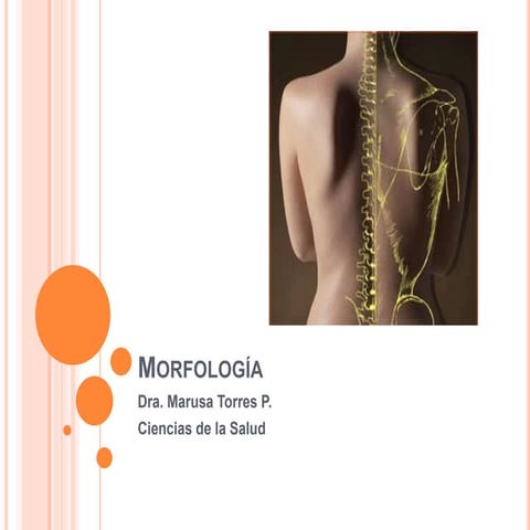 Columna y articulaciones