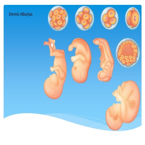 Presentacion desarrollo embrionario