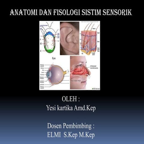 Anatomi Sistem Sensorik