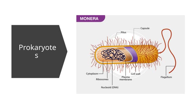 Prokaryotes new one made by naveed .pptx