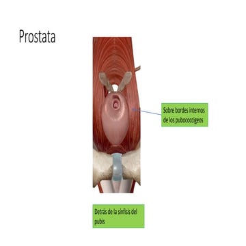 Próstata: Anatomía