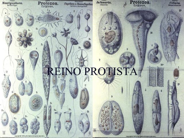 Protoctista