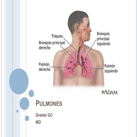 Pulmones