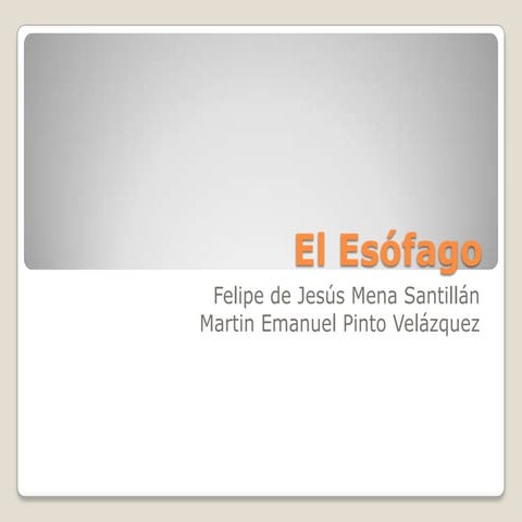 Que funciones tiene el esofago