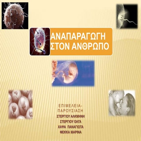 αναπαραγωγικό σύστημα ανθρώπου (εργασία μαθητών Α6)