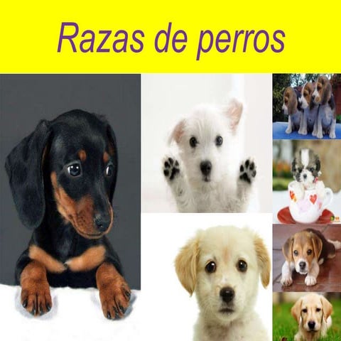 Razas de perros