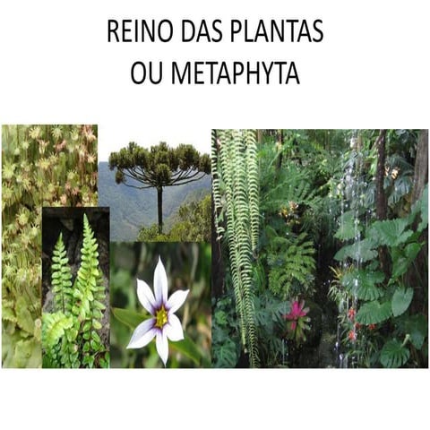 Reinodasplantas 130731180649-phpapp01