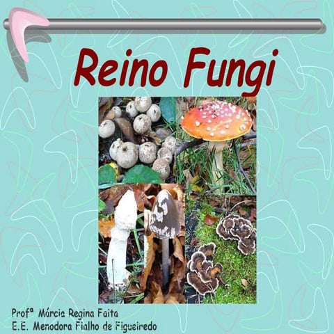 Reino Fungi