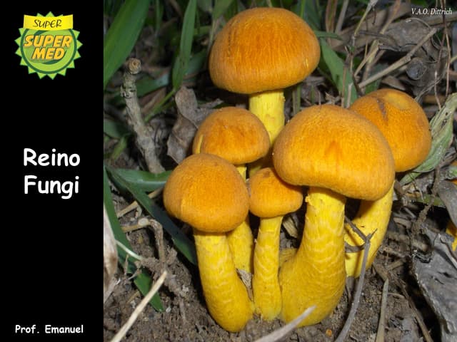 Reino Fungi