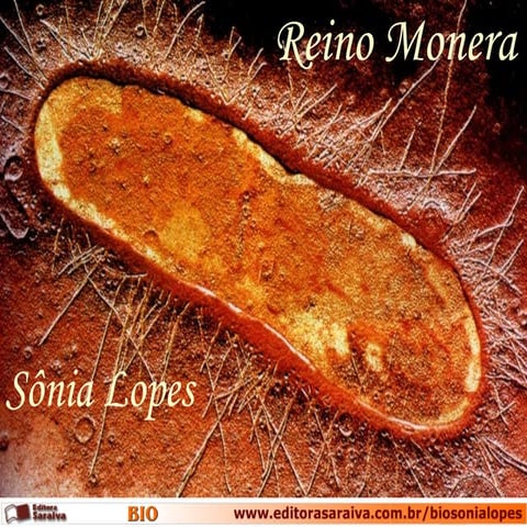 Reino monera