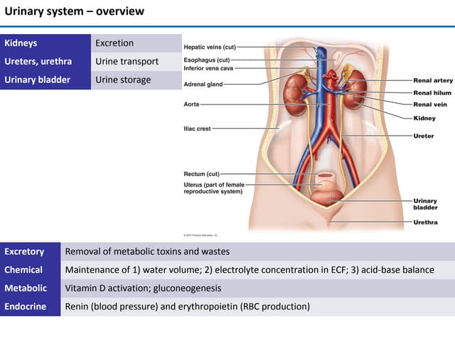 Renal system