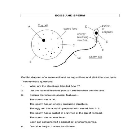 Reproduction eggs and sperm