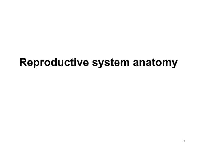 REproductive system anat.pptx