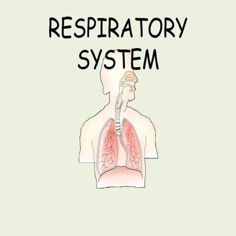Respiratory system