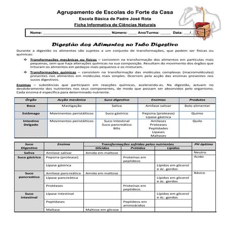 Resumo digestão dos alimentos
