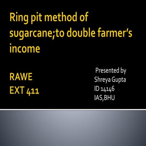 Ring pit method of sugarcane  