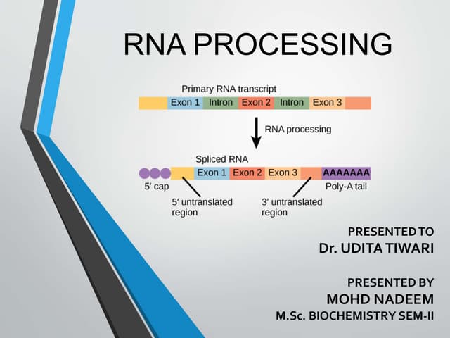 RNA  PROCESSING