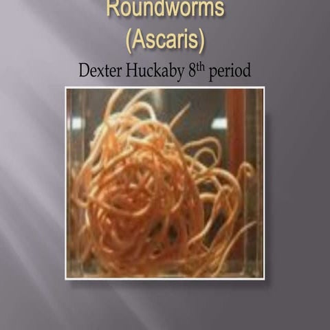 Roundworms (ascaris)